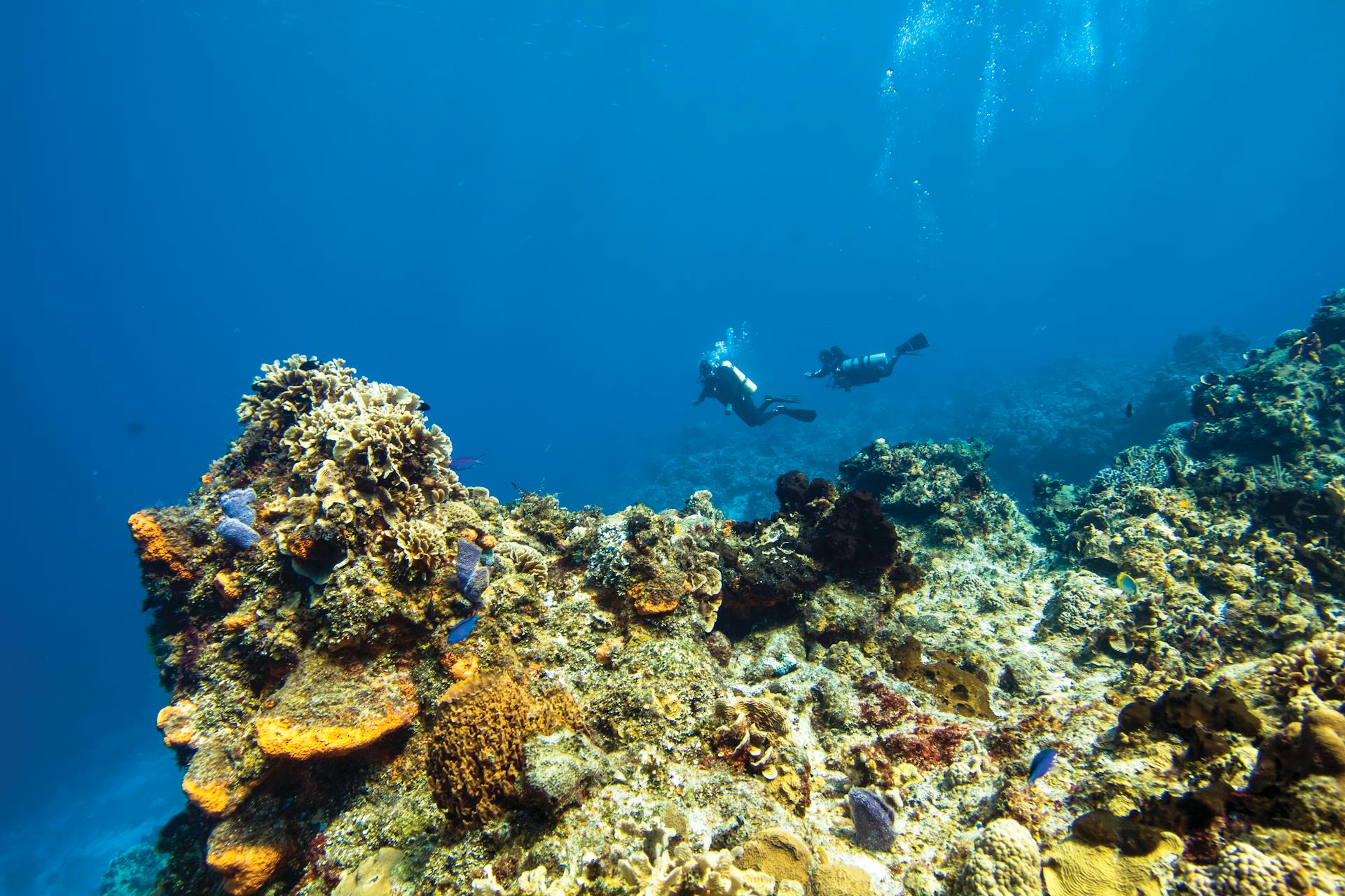 Snorkeling at Puerto Morelos Reef