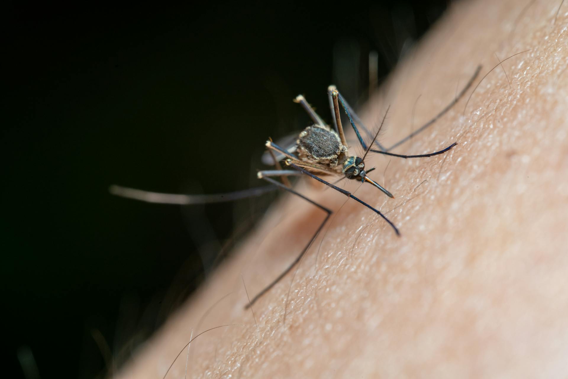 Mosquito on Human Skin
