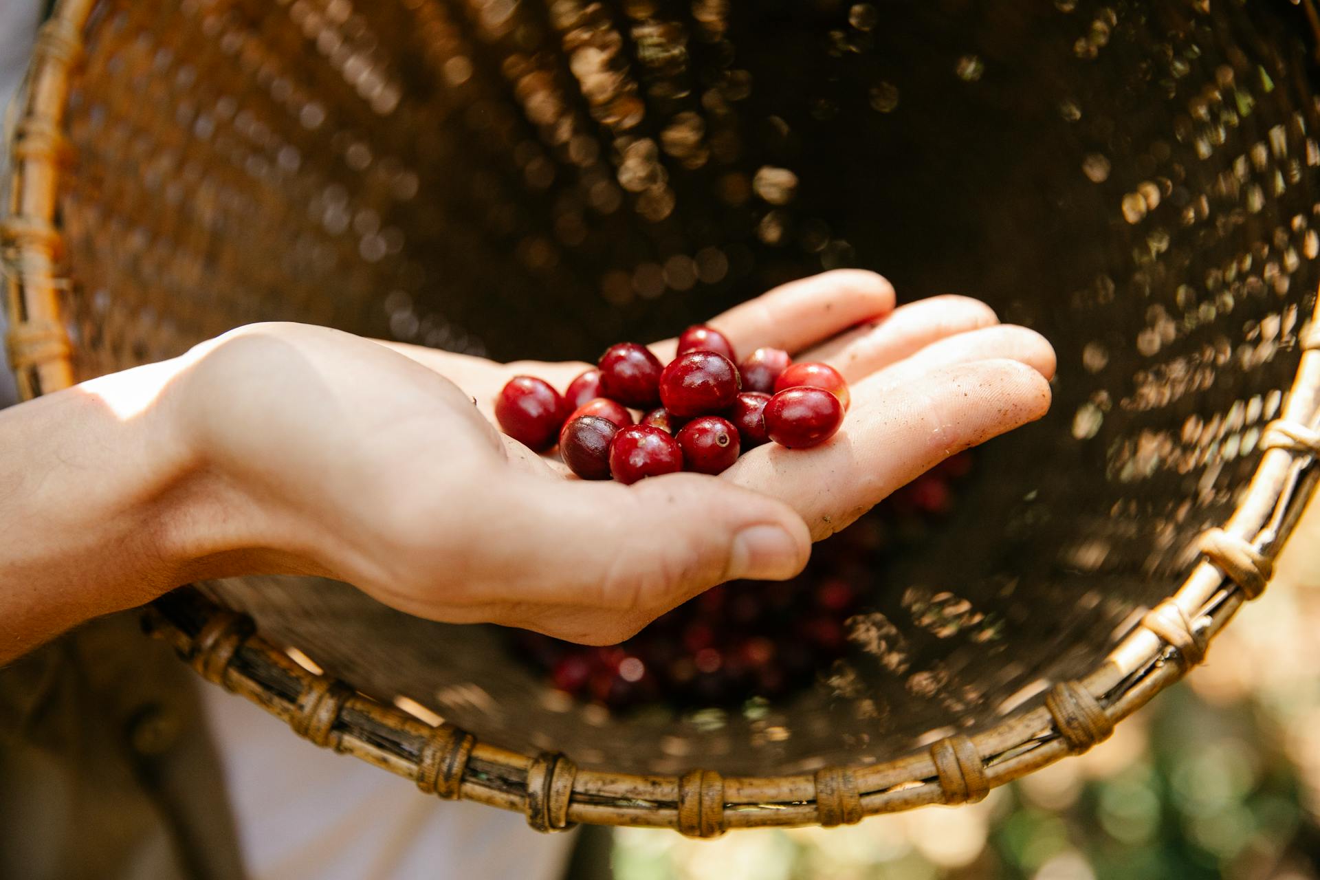 Man showing ripe coffee berries on hand