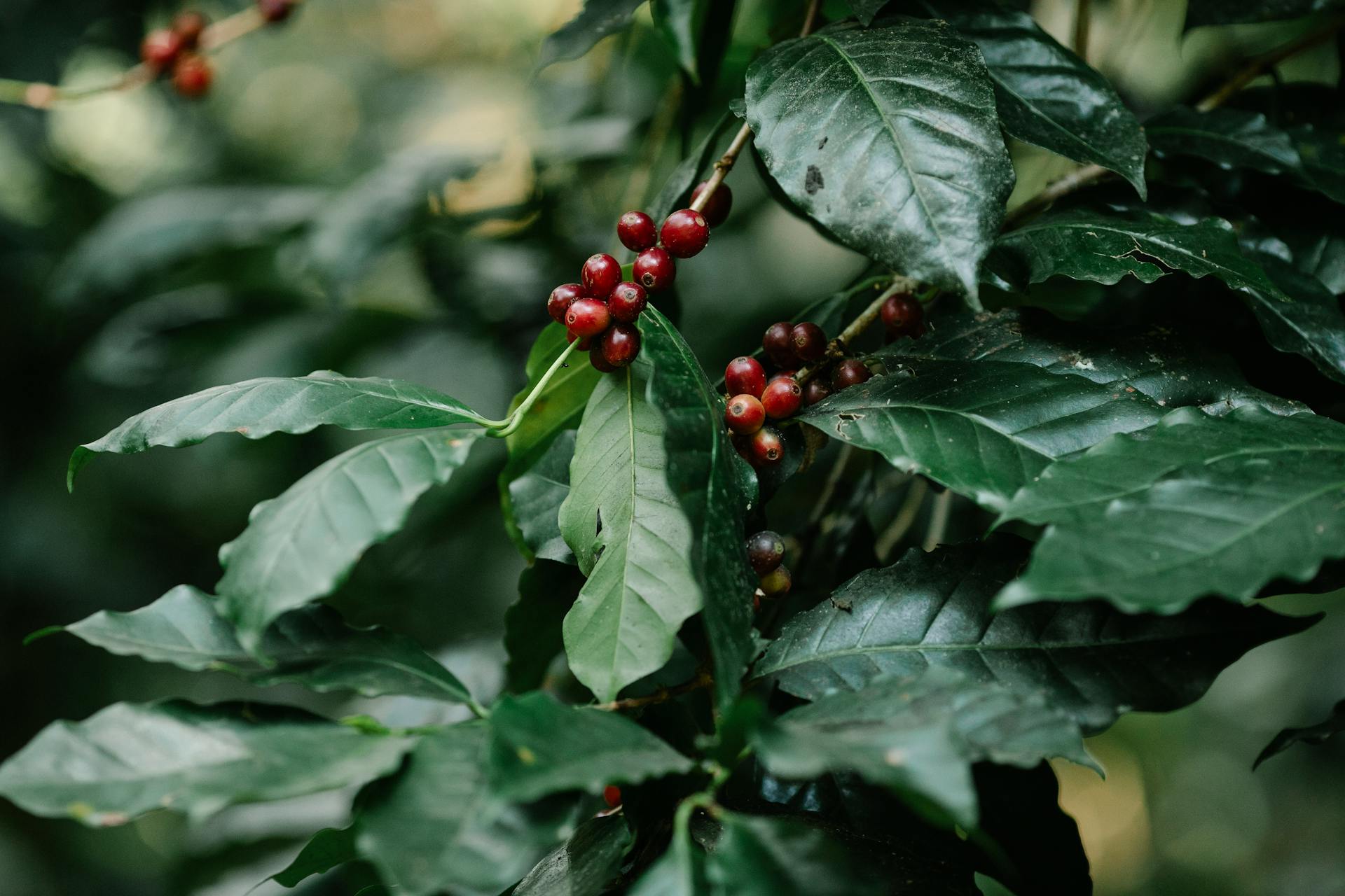 Coffee berries on green shrub in countryside