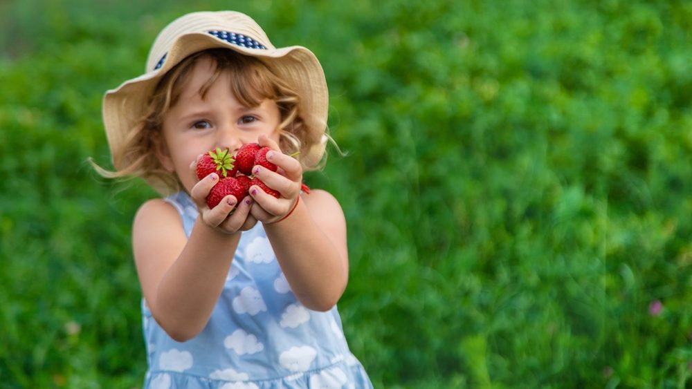 Child picking strawberries in the garden. Selective focus. kid.
