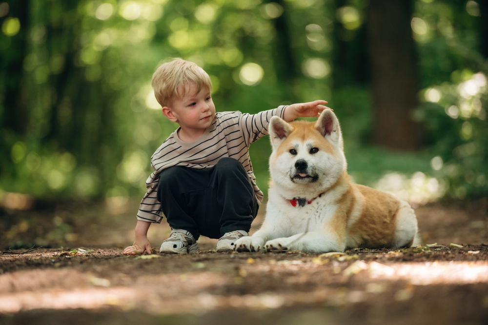 Stroking the pet. Little boy is with Shiba Inu dog in the forest.