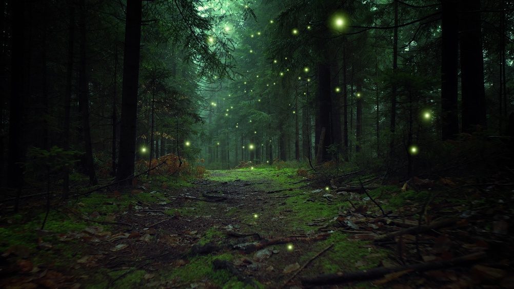 Glowing firefly lights in magic foggy green forest.