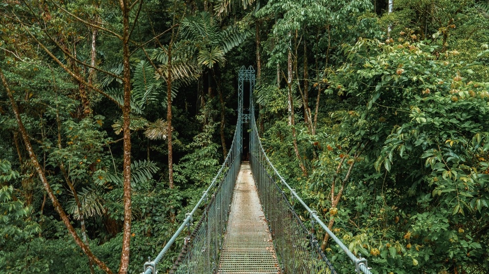 Hanging Bridges in cloud forest Monteverde - Costa Rica. Suspension bridge in tropical rain forest